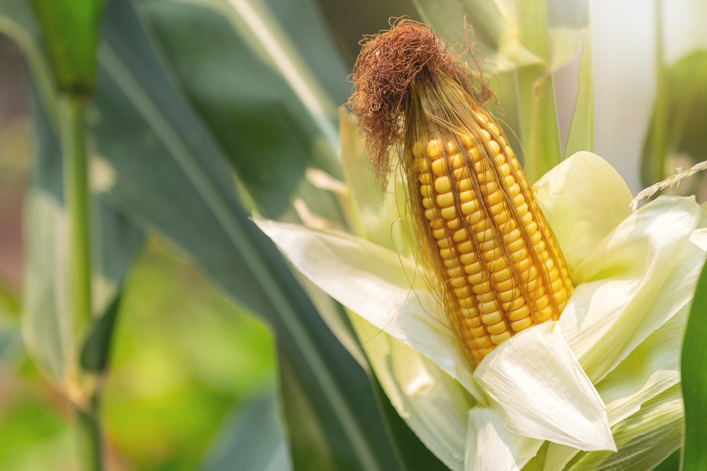 Maize
