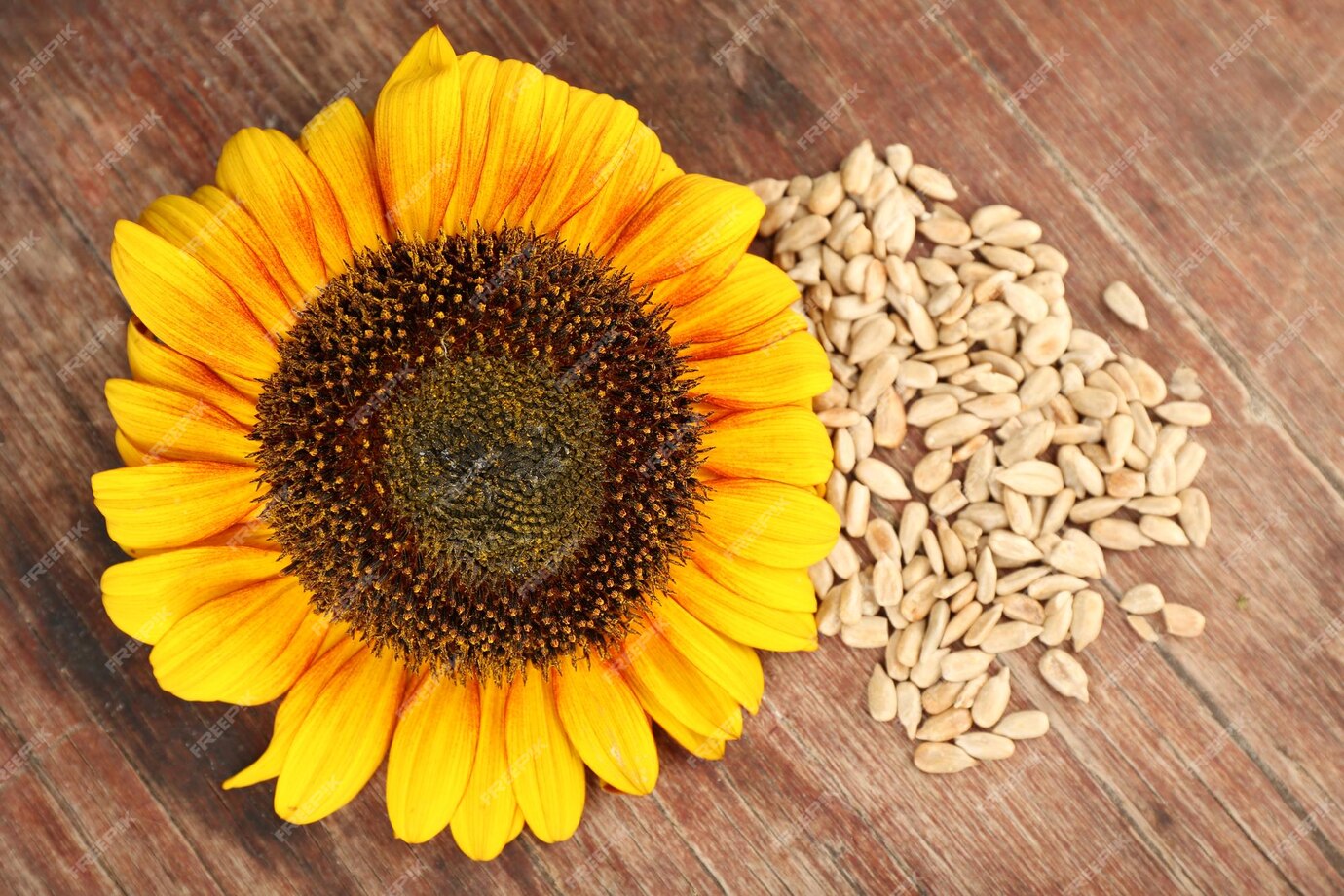 Sunflower Seeds